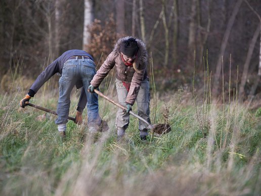 aanplant-schijndel